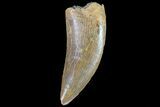 Serrated, Juvenile Carcharodontosaurus Tooth #80696-1
